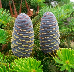 Le sapin de Corée Le sapin de Corée