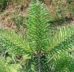 Le sapin de Turquie Le sapin de Turquie