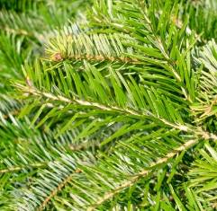 Le sapin de Nordmann Le sapin de Nordmann