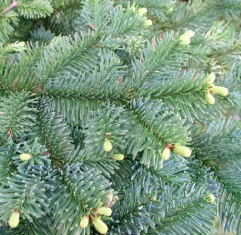 Le sapin noble Le sapin noble
