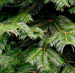 Le sapin de Vancouver Le sapin de Vancouver