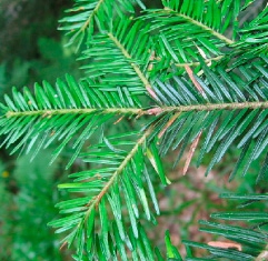 Le sapin pectiné Le sapin pectiné